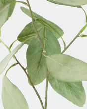 Load image into Gallery viewer, Eucalyptus Spray Pick
