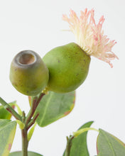 Load image into Gallery viewer, Eucalyptus Flower Spray Pick
